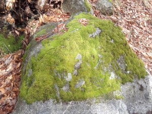 IMG_20140217_111428[1]