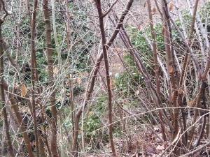 IMG_20140217_111959[1]