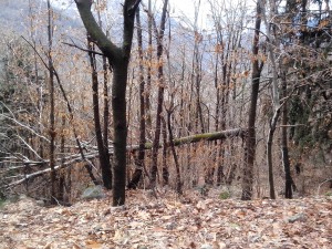 IMG_20140217_112124[1]